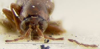 Media type: image;   Entomology 18868 Aspect: head frontal view